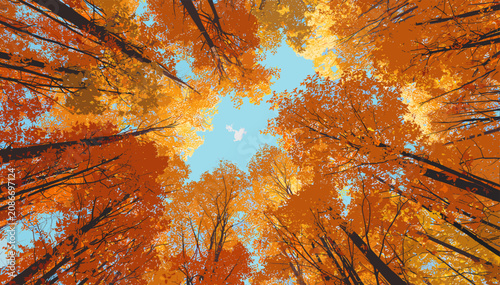 Obraz na płótnie Looking up through a canopy of vibrant orange and yellow autumn leaves towards a clear blue sky
