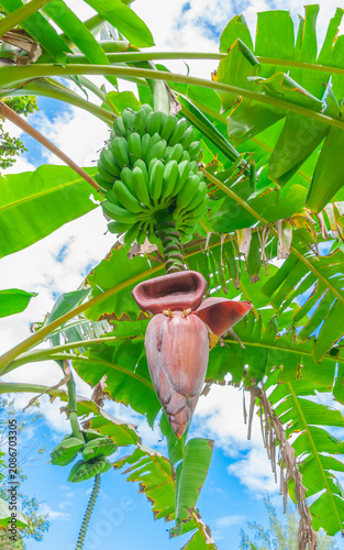 Régime de bananes dans une plantation des Caraïbes.