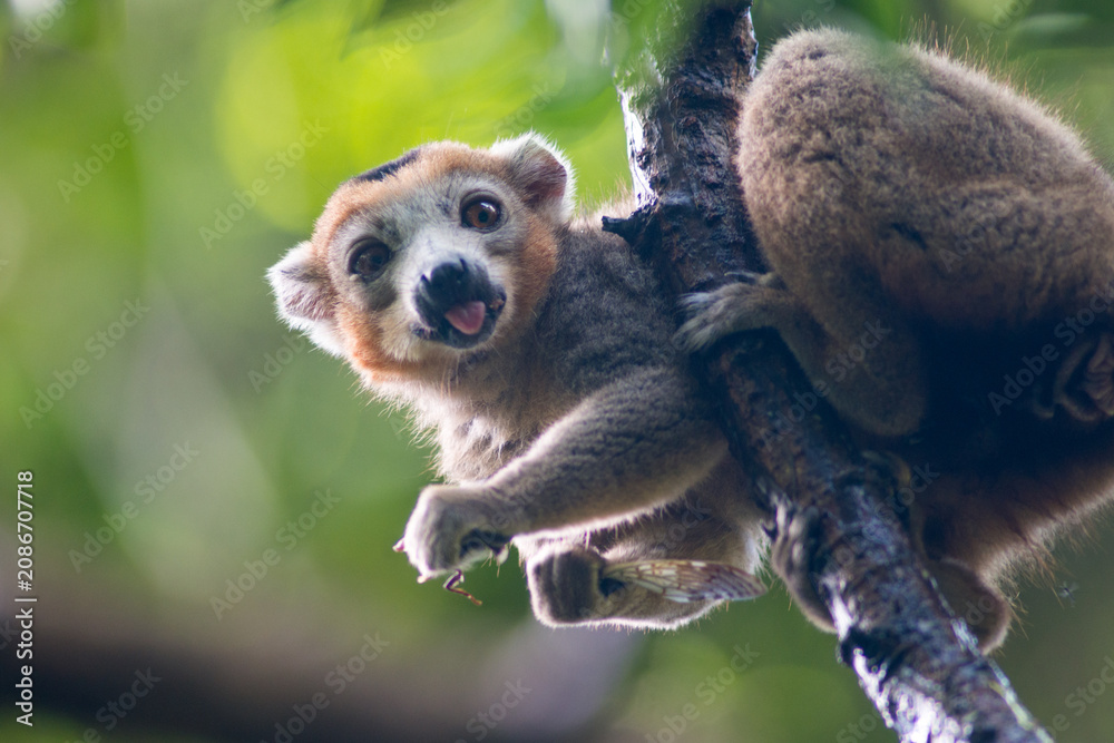Fototapeta premium crowned lemur