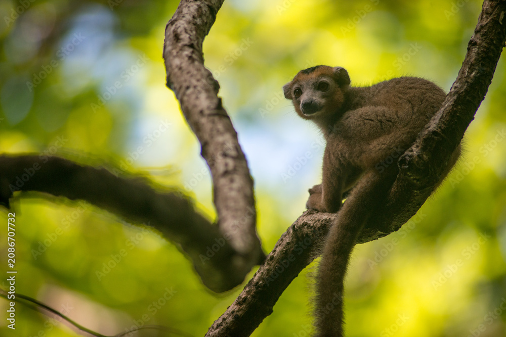 Fototapeta premium crowned lemur