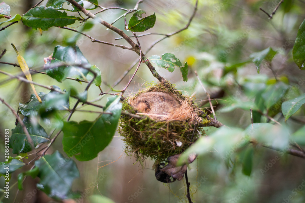 Fototapeta premium Goodman's Mouse Lemur