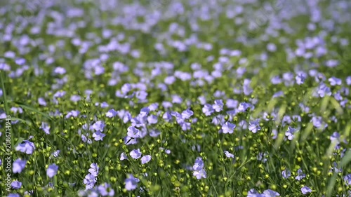 Close up of delicate blue flax flowers growing in a cultivated field during summer. Natural floral background with shallow depth of field.