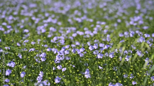 Close up of delicate blue flax flowers growing in a cultivated field during summer. Natural floral background with shallow depth of field.