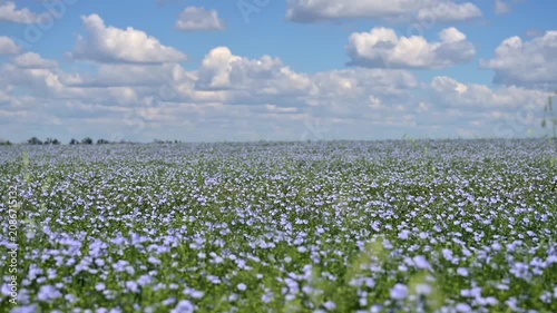 Wide view of blooming blue flax field on a sunny summer day sky. Natural agricultural landscape and rural countryside.