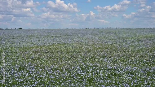 Wide view of blooming blue flax field on a sunny summer day sky. Natural agricultural landscape and rural countryside.