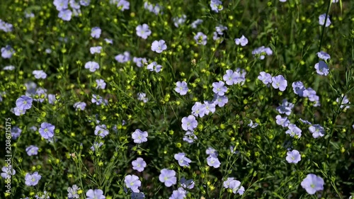 Close up of delicate blue flax flowers growing in a cultivated field during summer. Natural floral background with shallow depth of field.
