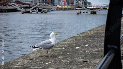 Schilderij op canvas Seagull Standing on Concrete Pier by the River in Dublin City