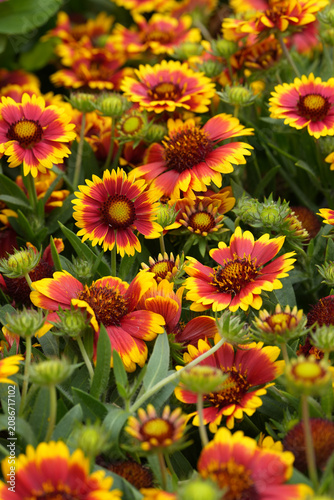 Vibrant Red and Yellow Blanket Flowers, Gaillardia aristata, in a Lush Garden, a Beautiful Display of Nature's Colorful Bloom