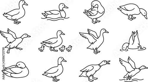 Tableau sur toile Cute Black Line Duck Icon Set with Mallard, Goose, and Duckling Outlines Showing
