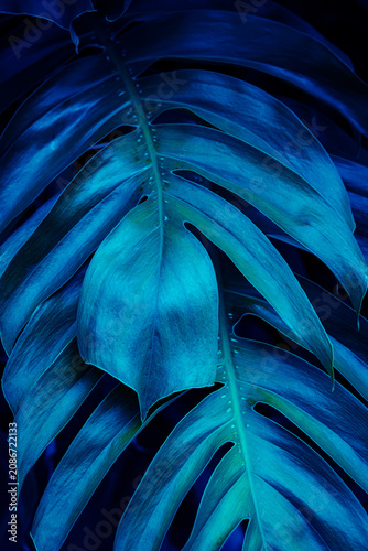 Blue background with dark moody tropical monstera leaf and neon cyberpunk texture.