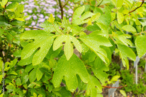 Sassafras Albidum plant in Saint Gallen in Switzerland 9.6.2026