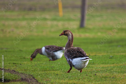 Принти на полотні Two geese are grazing on a green meadow