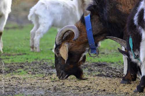 A black and white goat with horns eats food on a green meadow.