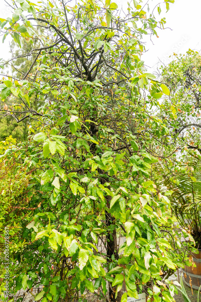 Fototapeta premium Crinodendron Patagua plant in Saint Gallen in Switzerland 9.6.2026