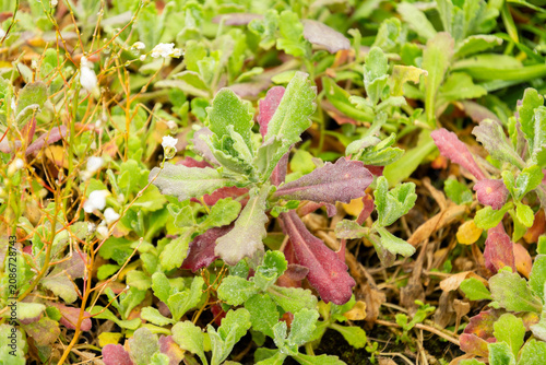 Принти на полотні Mountain rock cress or Arabis Caucasica Plena plant in Saint Gallen in Switzerland 9