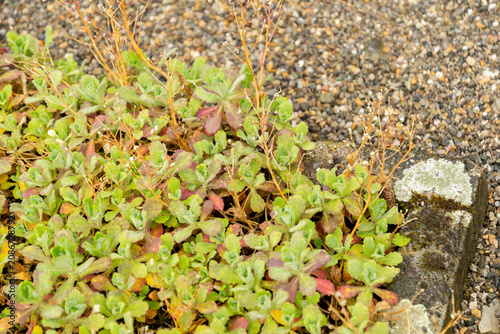 Konstfotografi Mountain rock cress or Arabis Caucasica Plena plant in Saint Gallen in Switzerland 9