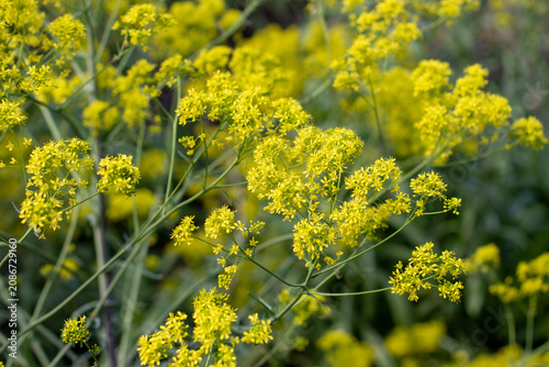 Εκτύπωση καμβά Isatis tinctoria yellow flower clusters close up with soft bokeh