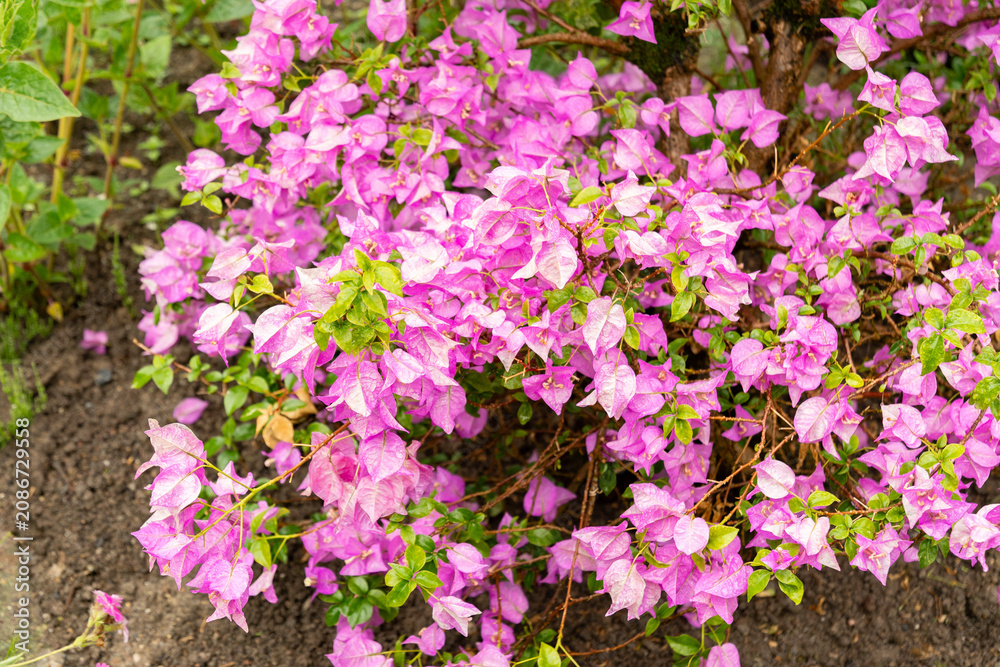 Obraz premium Bougainvillea X Buttiana plant in Saint Gallen in Switzerland 9.6.2026