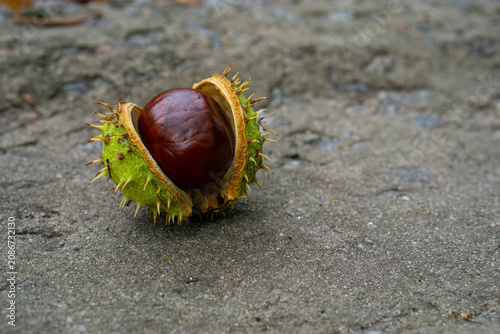 Foto chestnuts on a white background