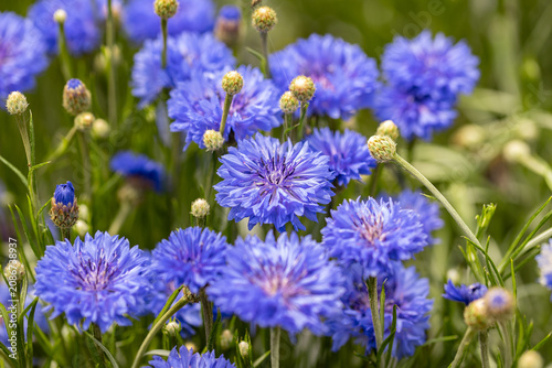 Centaurea cyanus, commonly known as cornflower or bachelor's button. It is an annual flowering plant in the family Asteraceae native to Europe. Close up on the flowers.
