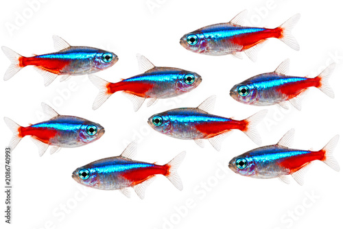 Cuadro en lienzo A school of seven neon tetras with bright blue and red stripes swimming in dark