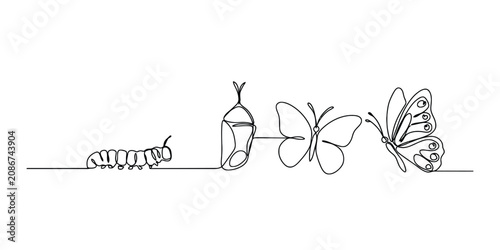 Photos Continuous single line drawing showing the life cycle stages of a butterfly from