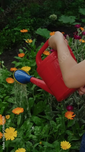 Vertical. Summer vibes. Small boy watering flower bed with calendula plants in summer garden.