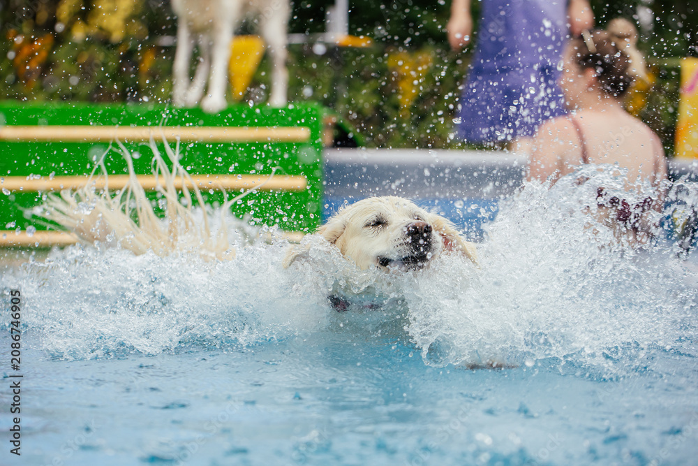 Fototapeta premium Cute dog playing and swimming in a pool destined for dogs learning to swim in water in hot summer days. 