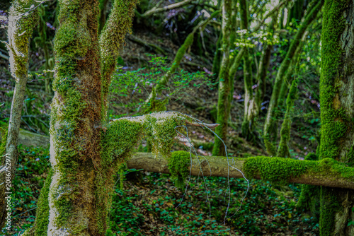 Quadro su tela Gorges de l'AbîmesSaint-Claude, Jura, France, Europe