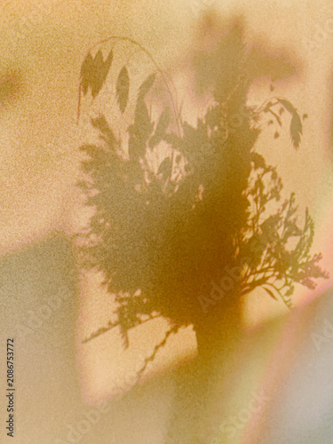 shadow of a plant