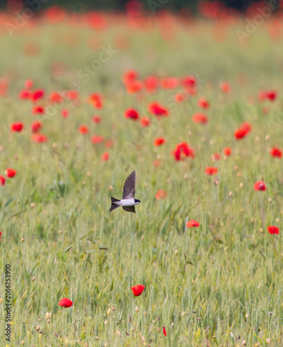 Mehlschwalbe (Delichon urbicum) fliegt während der Mohnblüte über Getreidefeld mit intensiv rot blühendem Mohn im Frühling, Hessen, Deutschland