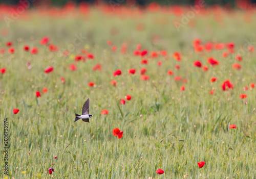 Mehlschwalbe (Delichon urbicum) fliegt während der Mohnblüte über Getreidefeld mit intensiv rot blühendem Mohn im Frühling, Hessen, Deutschland