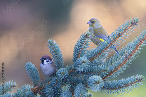 Feldsperling (Passer montanus) mit Grünfink (Chloris chloris) sitzen auf Ast einer Fichte nebeneinander im Abendlicht, Baden-Württemberg, Deutschland