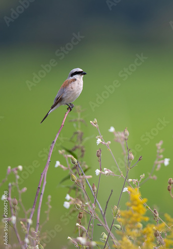 Neuntöter (Lanius collurio) Männchen sitzt auf Ast in einer Blühfläche mit weißen und roten Blüten von Hochstauden im Sommer, Baden-Württemberg, Deutschland