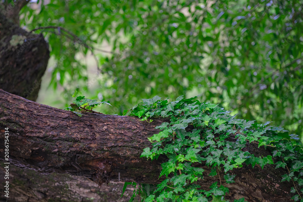 Fototapeta premium vine on a tree