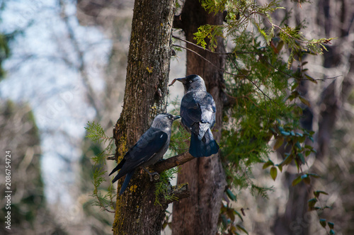 Obraz na płótnie Two Western jackdaws perched on tree branches in woodland