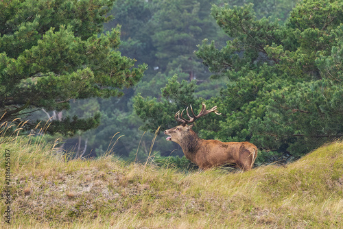 Rothirsch (Cervus elaphus), Männchen mit großem Geweih röhrt am Waldrand während der Brunft im Herbst, Darss, Mecklenburg-Vorpommern, Deutschland