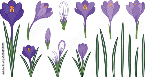 Foto Spring Crocus Flower and Saffron Botanical Clipart Set Vector Featuring Purple C