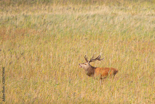 Rothirsch (Cervus elaphus), Männchen mit großem Geweih steht röhrend im Schilf während der Brunft im Herbst, Darss, Mecklenburg-Vorpommern, Deutschland
