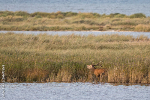 Rothirsch (Cervus elaphus), Männchen mit großem Geweih steht röhrend im Schilf während der Brunft im Herbst, Darss, Mecklenburg-Vorpommern, Deutschland