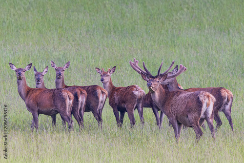 Rothirsch (Cervus elaphus), Männchen mit Geweih im Bast steht zusammen mit Rudel aus sechs Weibchen in einer Wiese auf einer Waldlichtung, Bayern, Deutschland