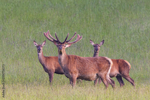 Rothirsch (Cervus elaphus), Männchen mit Geweih im Bast steht zusammen mit zwei Weibchen in einer Wiese auf einer Waldlichtung, Bayern, Deutschland