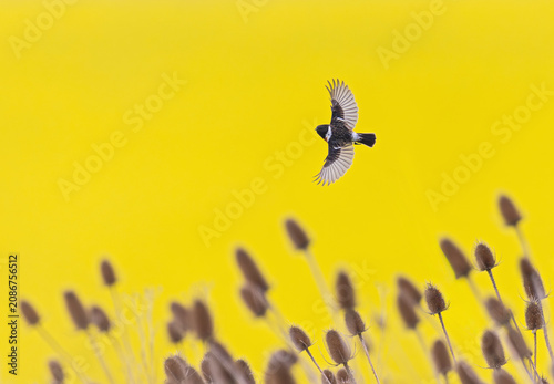 Schwarzkehlchen (Saxicola rubicola) Männchen fliegt mit ausgebreiteten Flügeln vor intensiv gelb blühenden Rapsfeld über Blütenständen der Wilden Karde (Dipsacus fullonum), Hessen, Deutschland