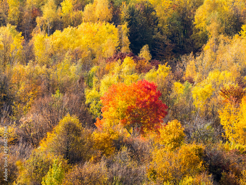 Vibrant red tree surrounded by colorful autumn forest canopy