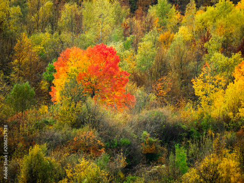 Vibrant red tree surrounded by colorful autumn forest canopy