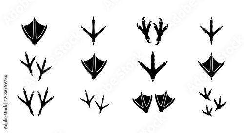 Bird tracks silhouettes set isolated on white background for design, collection of various avian footprints, webbed waterfowl traces, clawed walking marks, detailed vector illustrations pack for art.
