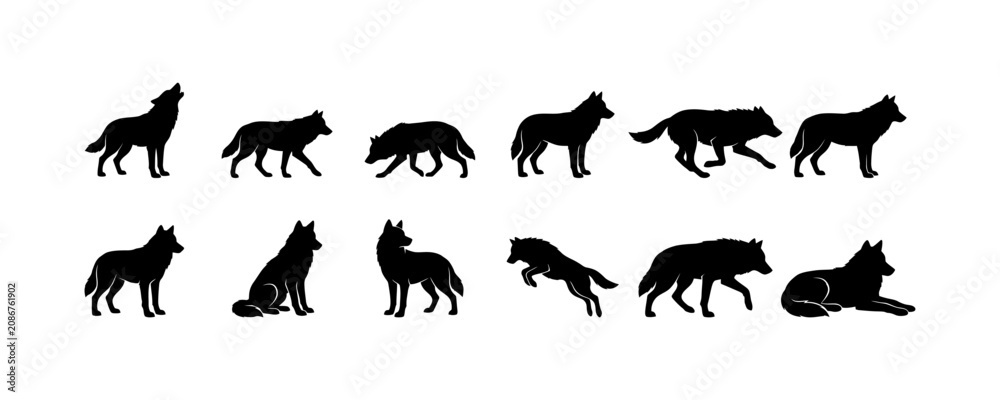 Obraz premium Wolf silhouette set, various poses and movements including howling, walking, running, jumping, and resting, in a natural habitat, isolated on white.