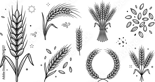 Obraz na płótnie Wheat ears and grain stalks vector line art set with barley sheaves wreaths and