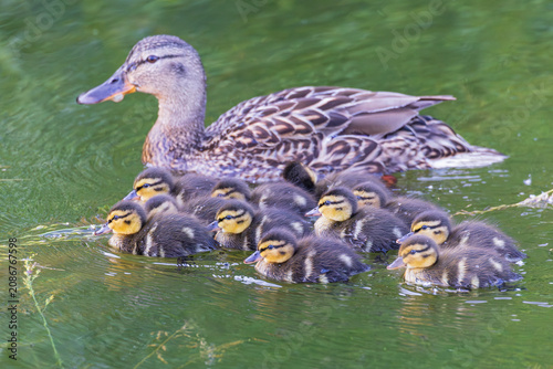 Stockente (Anas platyrhynchos) Weibchen mit Entenküken auf einem See, Baden-Württemberg, Deutschland