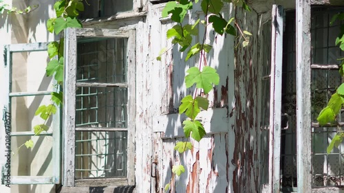 Old weathered white window frame adorned with lush climbing grapevine leaves.